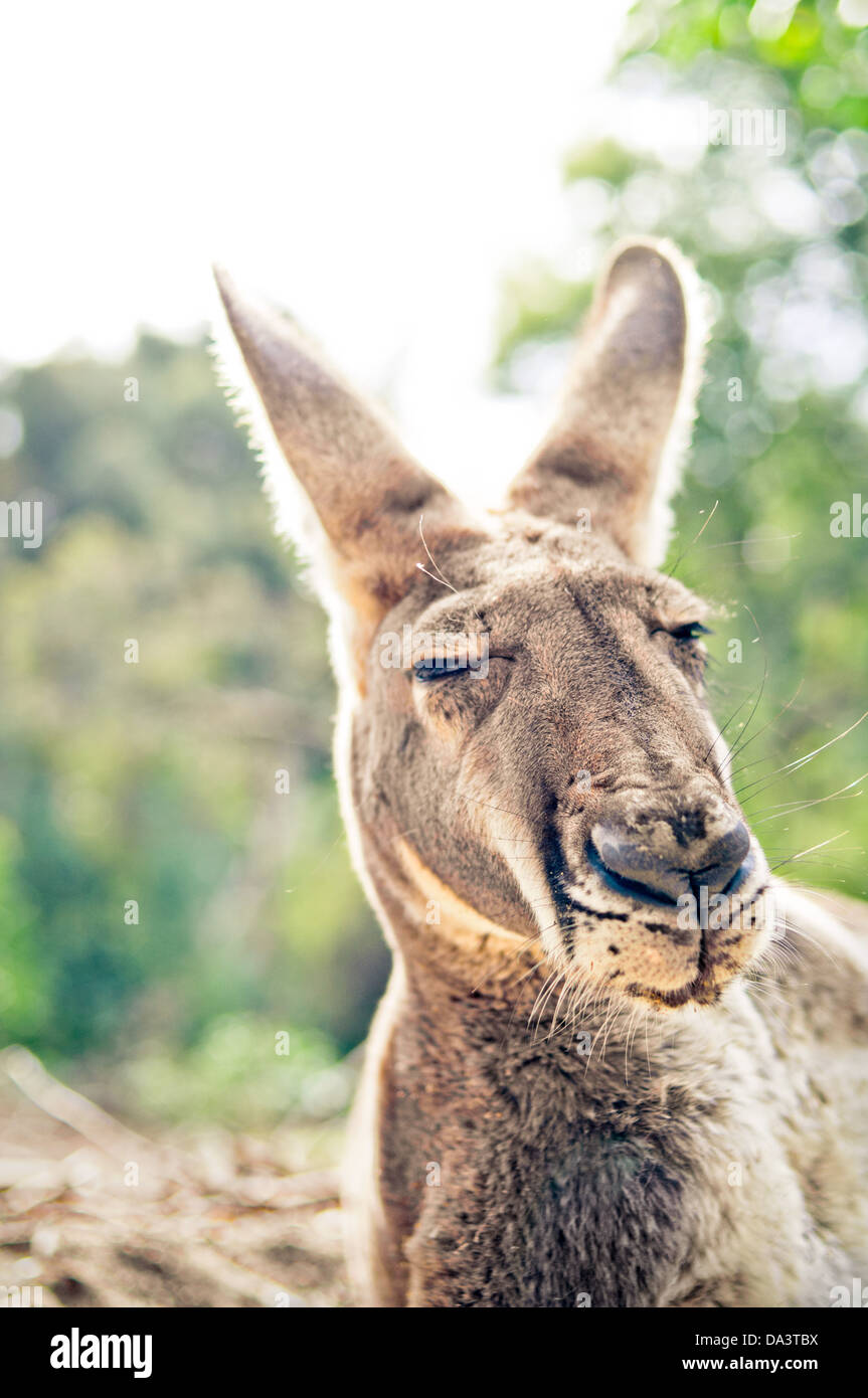 Big sleepy red kangaroo portrait - Macropus rufus Stock Photo