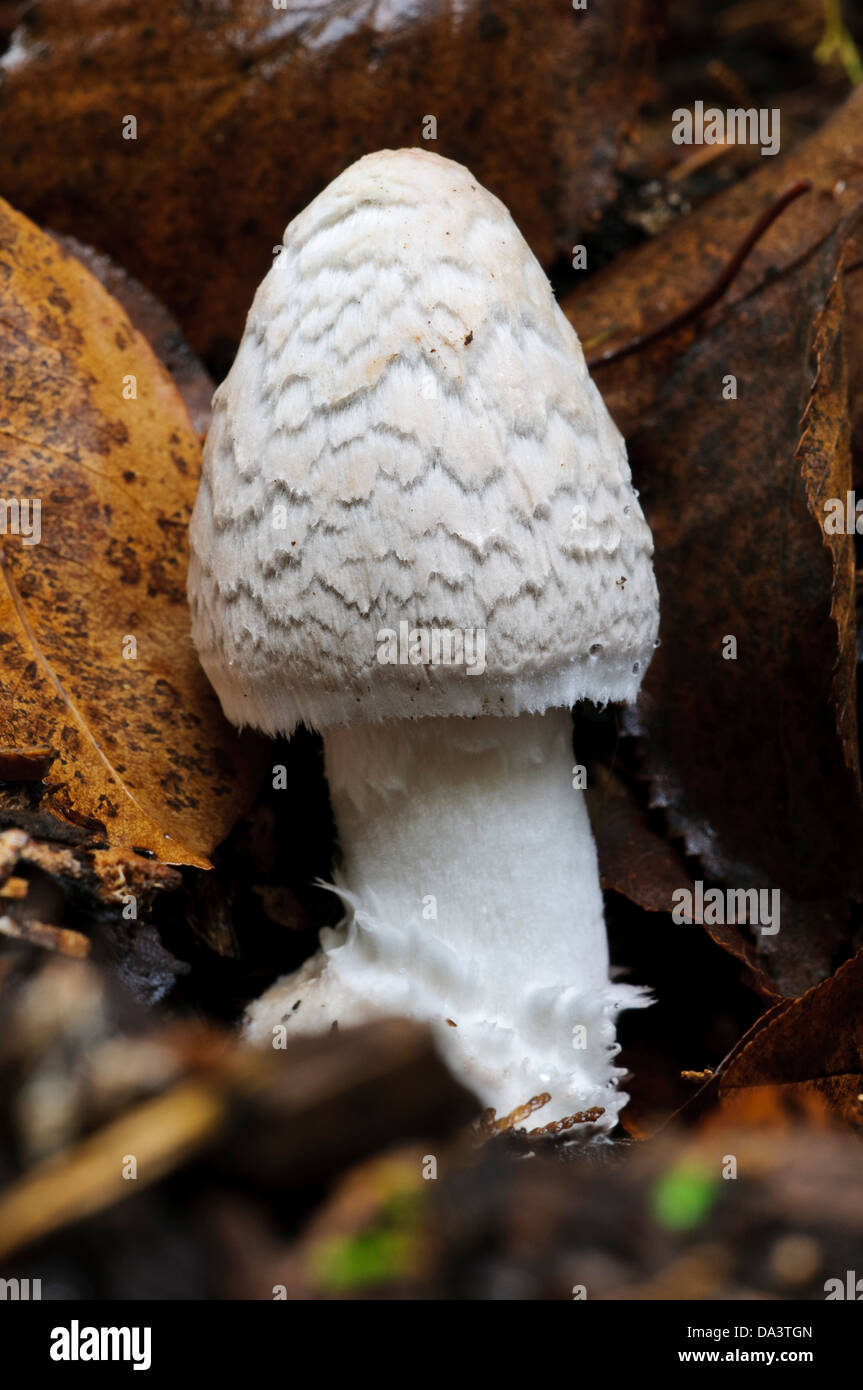 A fresh magpie inkcap (Coprinopsis piceae) before the veil has broken up to reveal the dark cap underneath Stock Photo