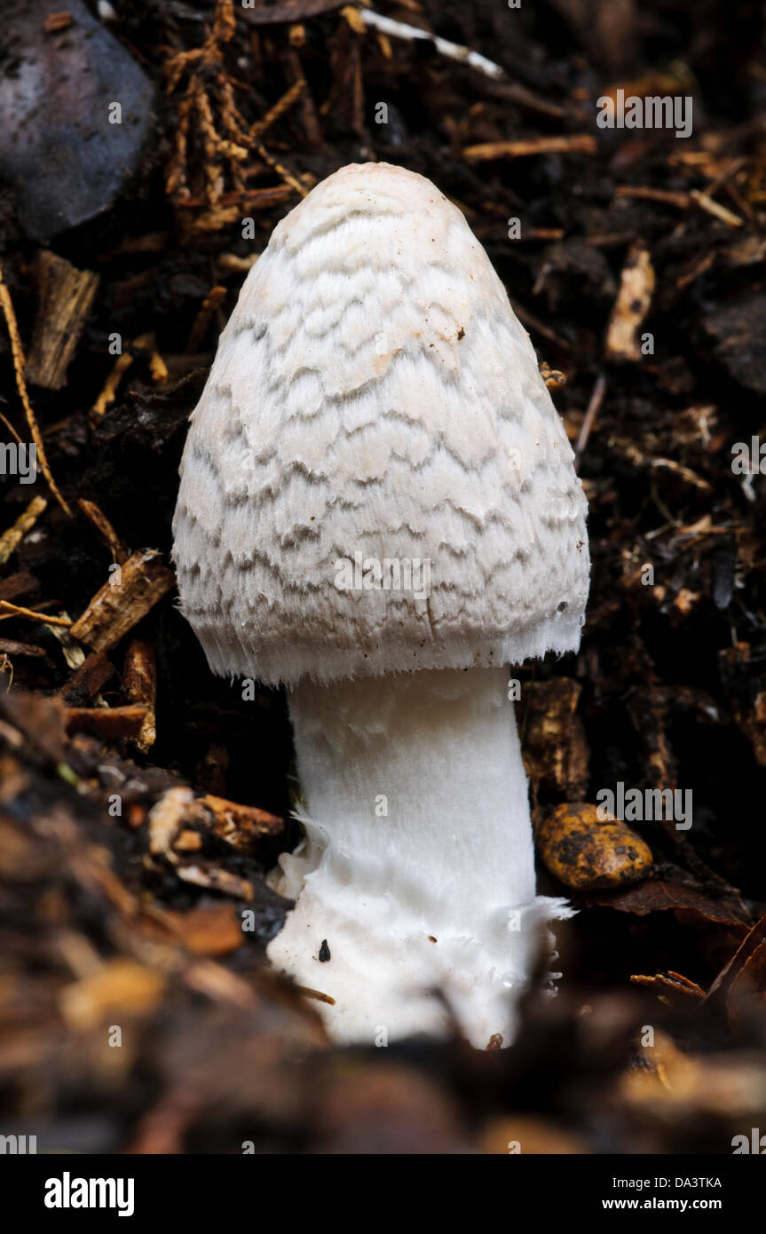 A fresh magpie inkcap (Coprinopsis piceae) before the veil has broken up to reveal the dark cap underneath Stock Photo
