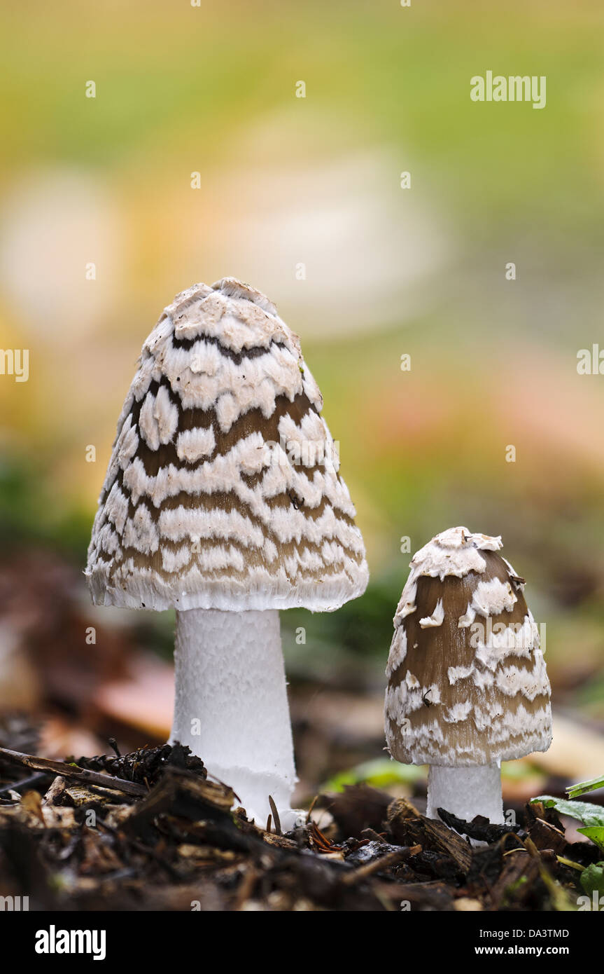 Two magpie inkcaps (Coprinopsis piceae) growing in the Sir Harold Hillier Gardens at Romsey in Hampshire. November Stock Photo