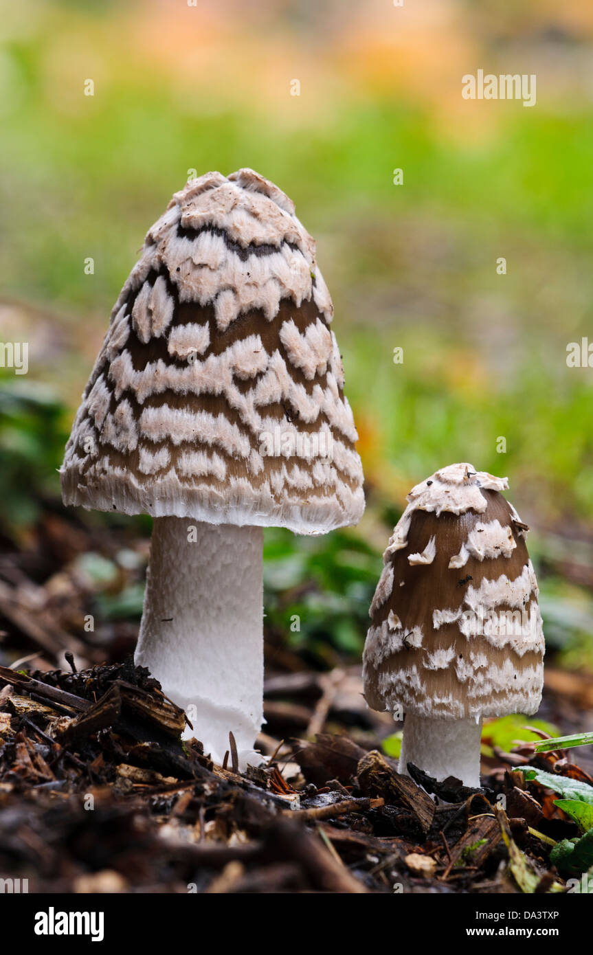 Two magpie inkcaps (Coprinopsis piceae) growing in the Sir Harold Hillier Gardens at Romsey in Hampshire. November Stock Photo