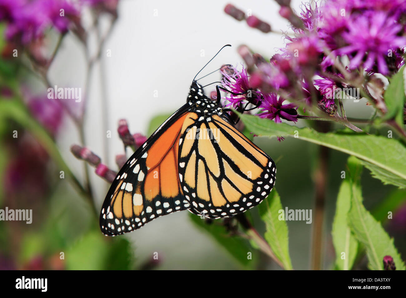 A Monarch Butterfly On Purple Flowers, Danaus plexippus Stock Photo - Alamy
