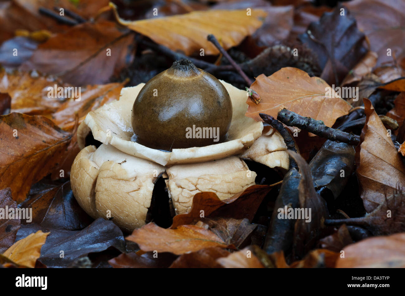 Spore sac hi-res stock photography and images - Alamy
