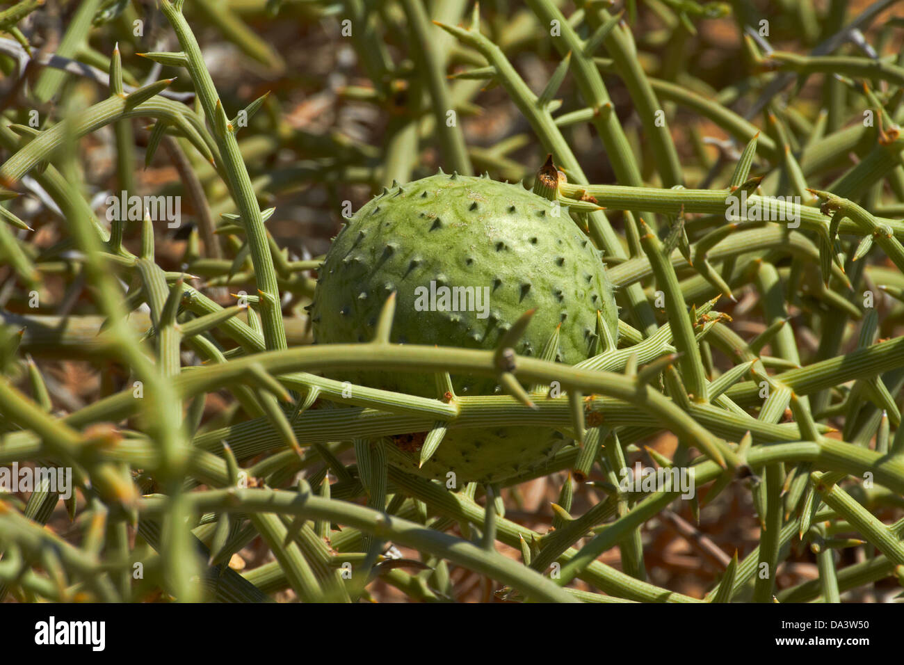 !nara melon, (Acanthosicyos horridus), Namib-Naukluft National Park, near Walvis Bay, Namibia, Africa Stock Photo