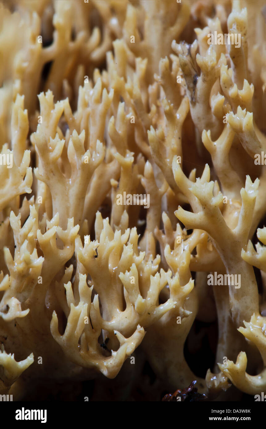 A close-up detail of upright coral fungus (Ramaria stricta), growing in the Sir Harold Hillier Gardens, Romsey, Hampshire. Stock Photo