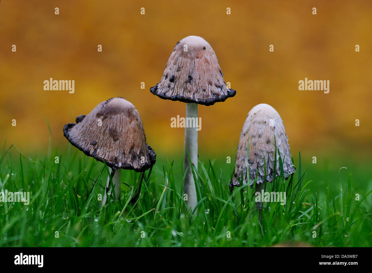 A group of three shaggy Inkcaps, aka lawyer's wigs, (Coprinus comatus) with their caps begining the process of liquefaction Stock Photo