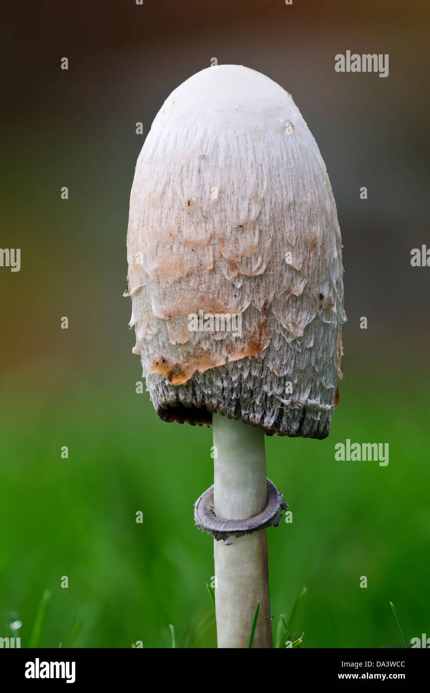 A fresh shaggy Inkcap, aka lawyer's wig, (Coprinus comatus) before the cap has begun the process of liquefaction Stock Photo
