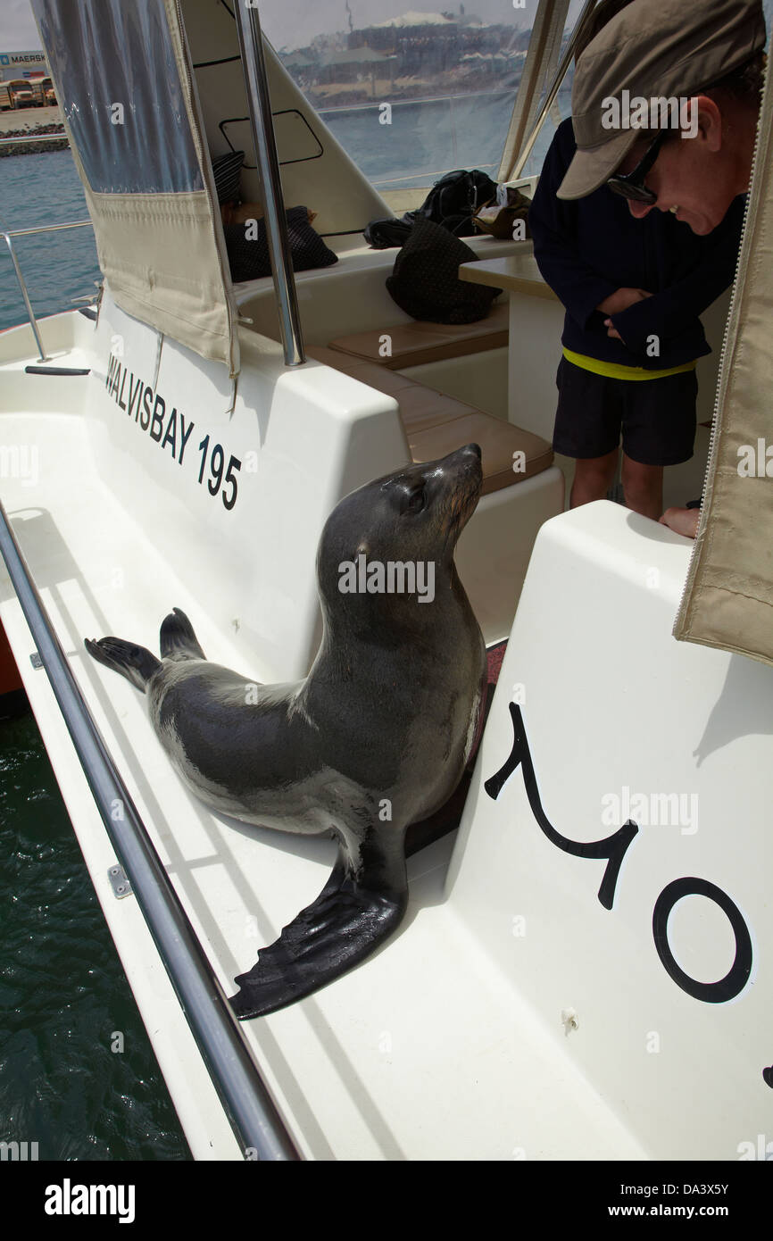 Cape Fur Seal (Arctocephalus pusillus) and tourists on Mola Mola tour boat, Walvis Bay, Namibia, Africa Stock Photo