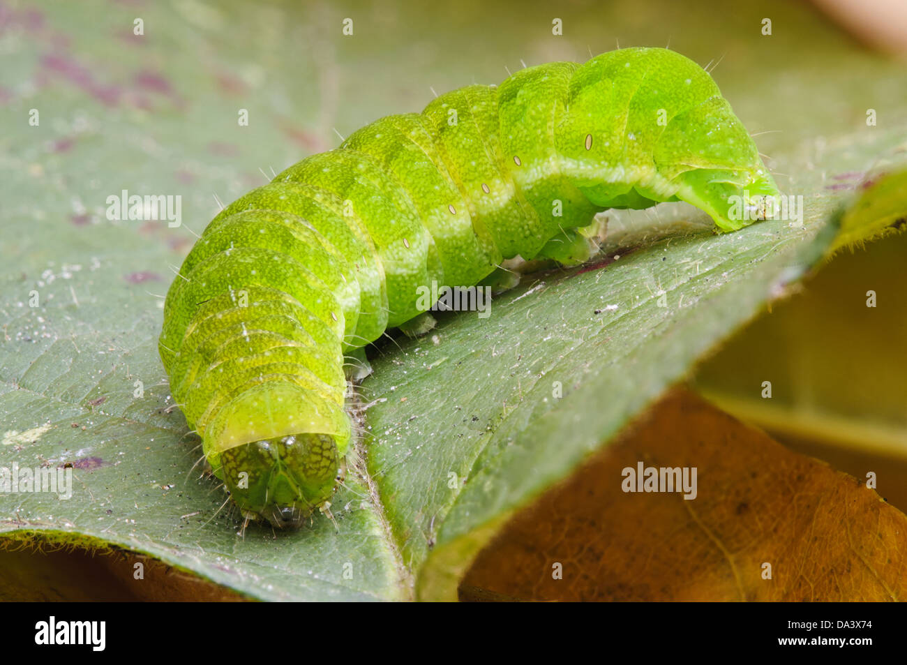 The caterpillar of an angle shades moth (Phlogophora meticulosa