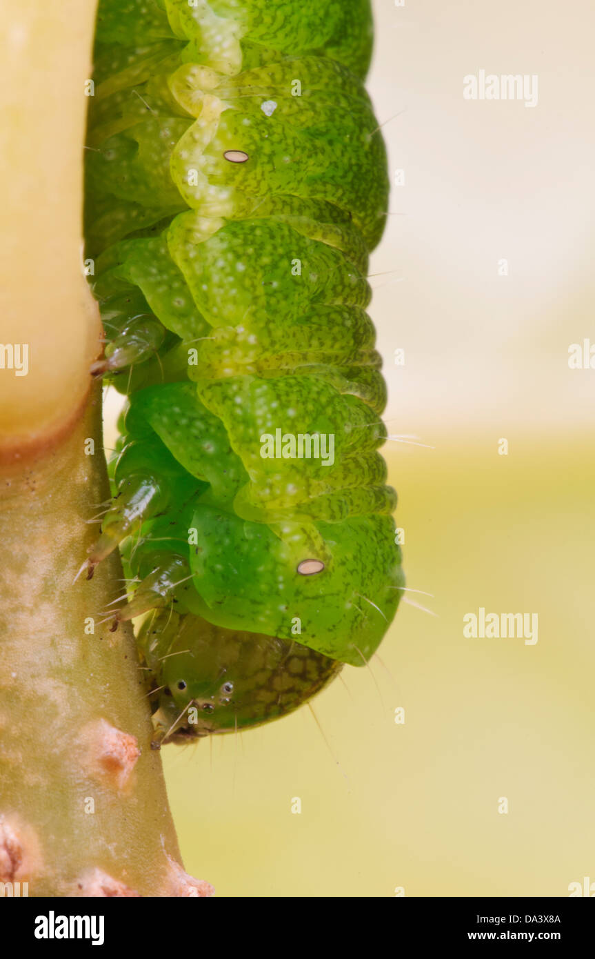 Close up on the head of an angle shades moth caterpillar (Phlogophora meticulosa) crawling down a twig in a garden in Belvedere Stock Photo