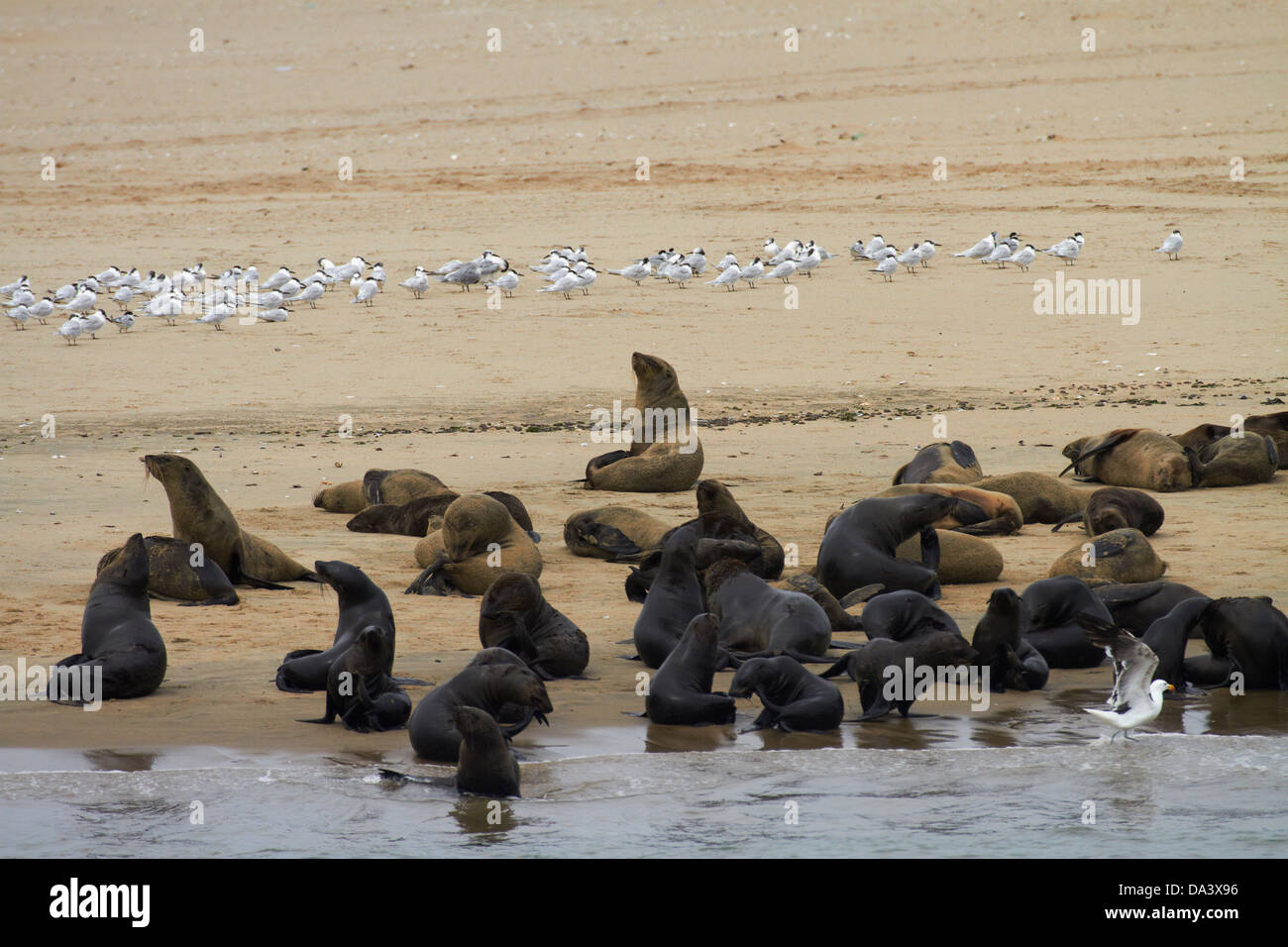 Cape Fur Seal colony (Arctocephalus pusillus) at Pelican Point, Walvis Bay, Namibia, Africa Stock Photo