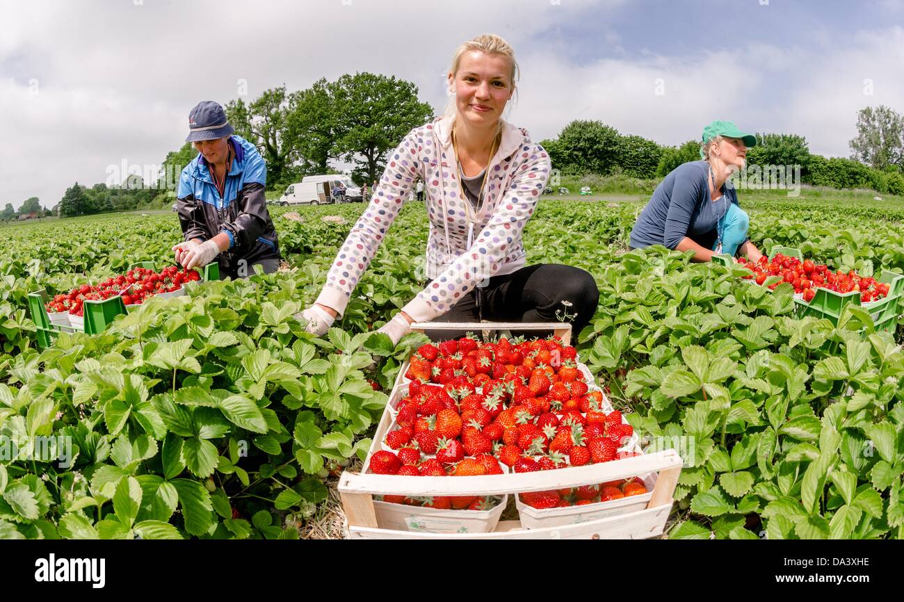 Seasonal workers hires stock photography and images Alamy Seasonal workers hires stock photography and images Alamy