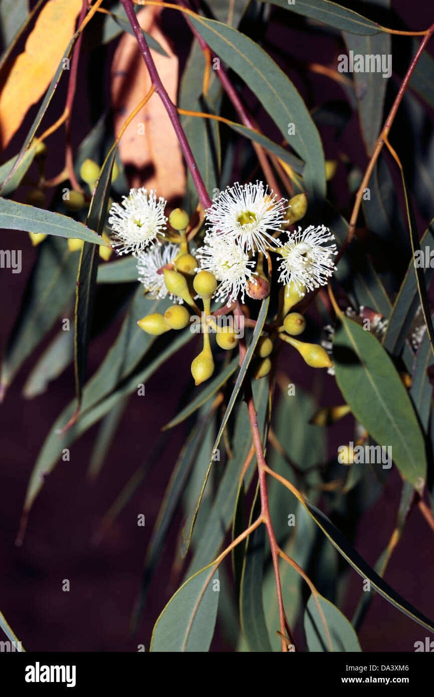 Close-up of flowers and buds of Laterite Mallee - Eucalyptus lateritica - Family Myrtaceae Stock Photo