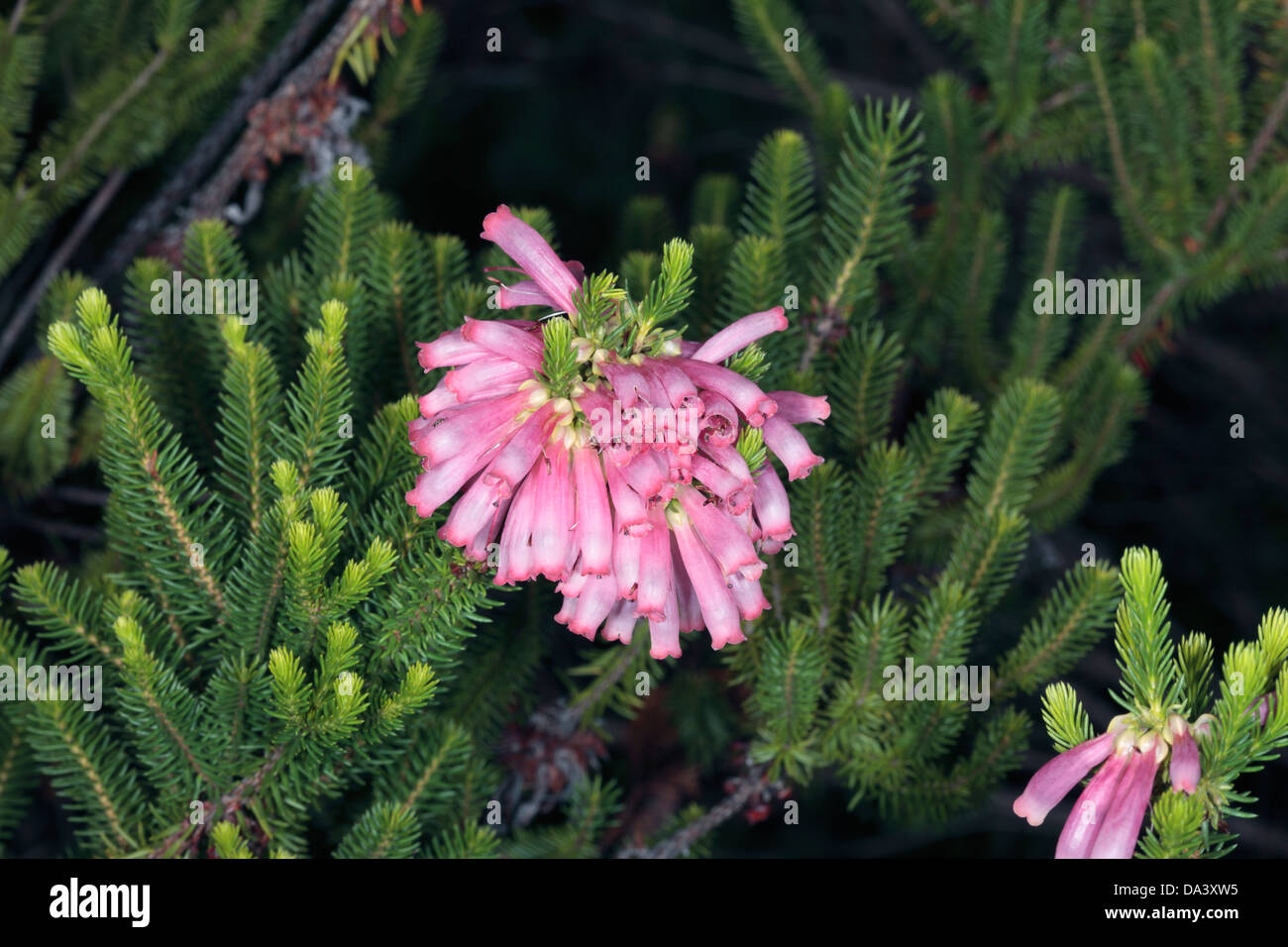 Close-up of Bottlebrush Heath/ Green Heath hybrid- Erica sessilifolia - Family Ericacea Stock Photo