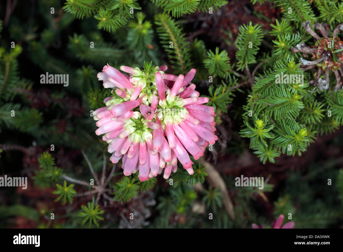 Close-up of Bottlebrush Heath/ Green Heath hybrid- Erica sessilifolia - Family Ericacea Stock Photo