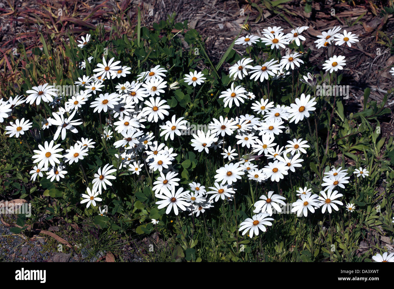 Group of Marguerites/Magriet-Dimorphotheca pluvialis-Family Asteracea Stock Photo