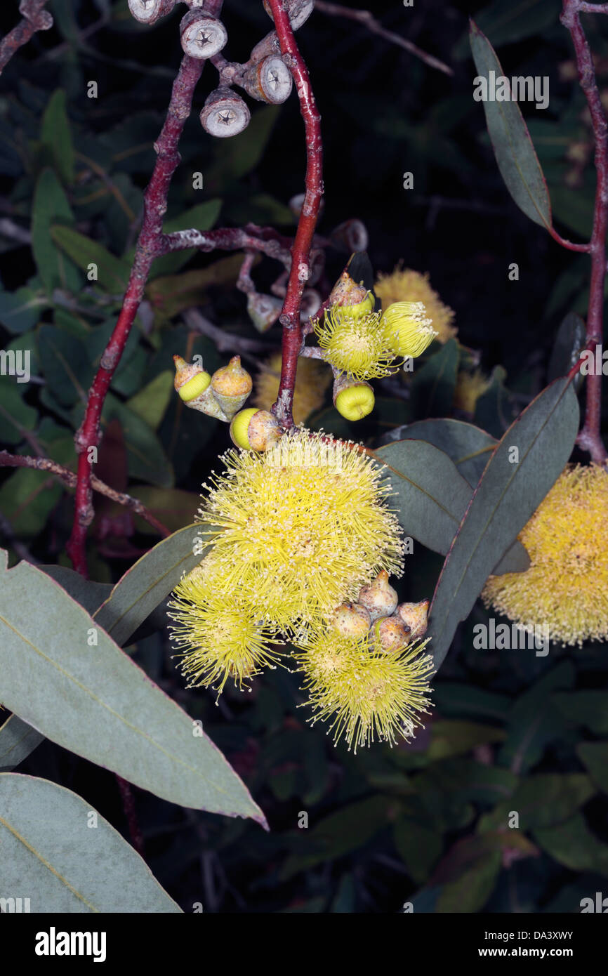 Close-up of flowers, buds and gum nuts of Lemon-Flowered Gum ...