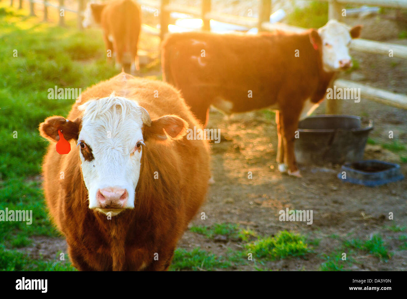 Three golden-brown cows with white faces in field by rustic wooden fence, bathed in golden evening light in rural Idaho Stock Photo