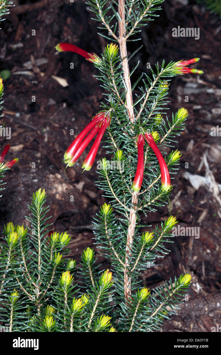Close-up of 'Outeniqua Heath /Tall Sticky Erica- Erica versicolor / Tall Sticky Erica flowers- Erica versicolor-Family Ericaceae Stock Photo