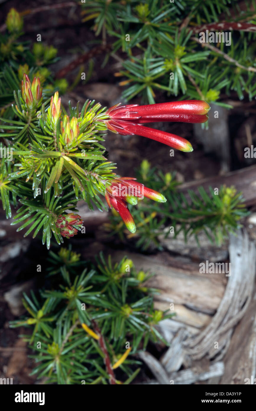 Close-up of 'Outeniqua Heath /Tall Sticky Erica- Erica versicolor / Tall Sticky Erica flowers- Erica versicolor-Family Ericaceae Stock Photo