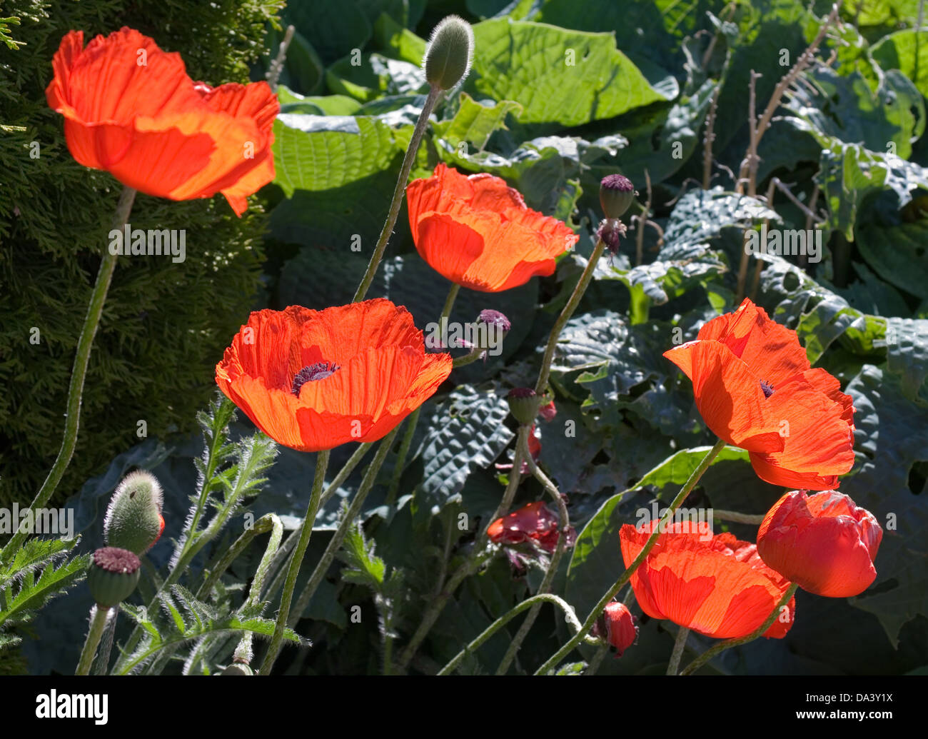 Bright red oriental poppies in flower in garden herbaceous border, backlit in sunshine,early summer, Cumbria, England UK Stock Photo