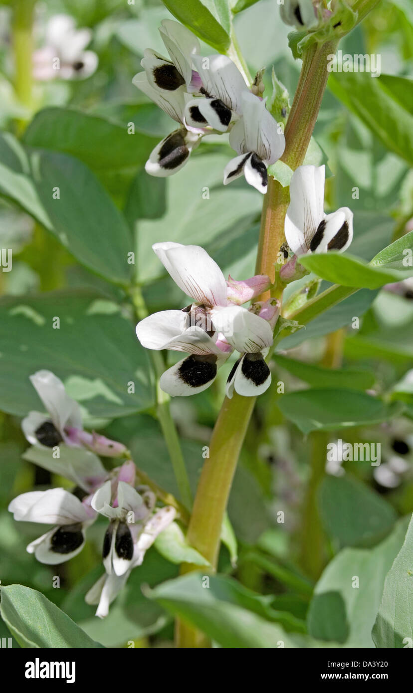Broad bean stem hires stock photography and images Alamy