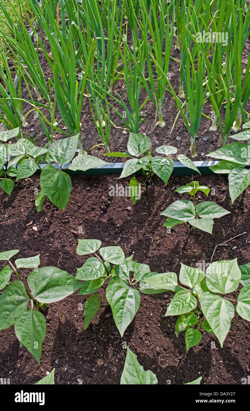 Young French beans and white onions growing in raised beds in domestic vegetable garden, Cumbria, England UK Stock Photo