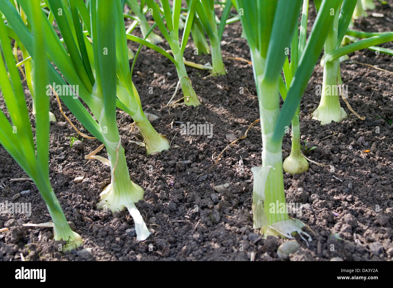 Onions growing hires stock photography and images Alamy