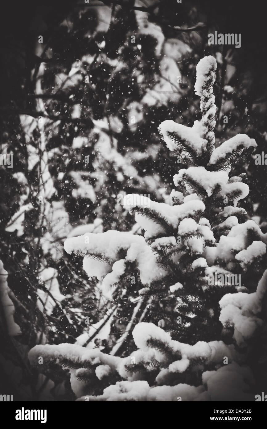 Small evergreen tree covered in snow with snow still falling, toned in retro black and white Stock Photo
