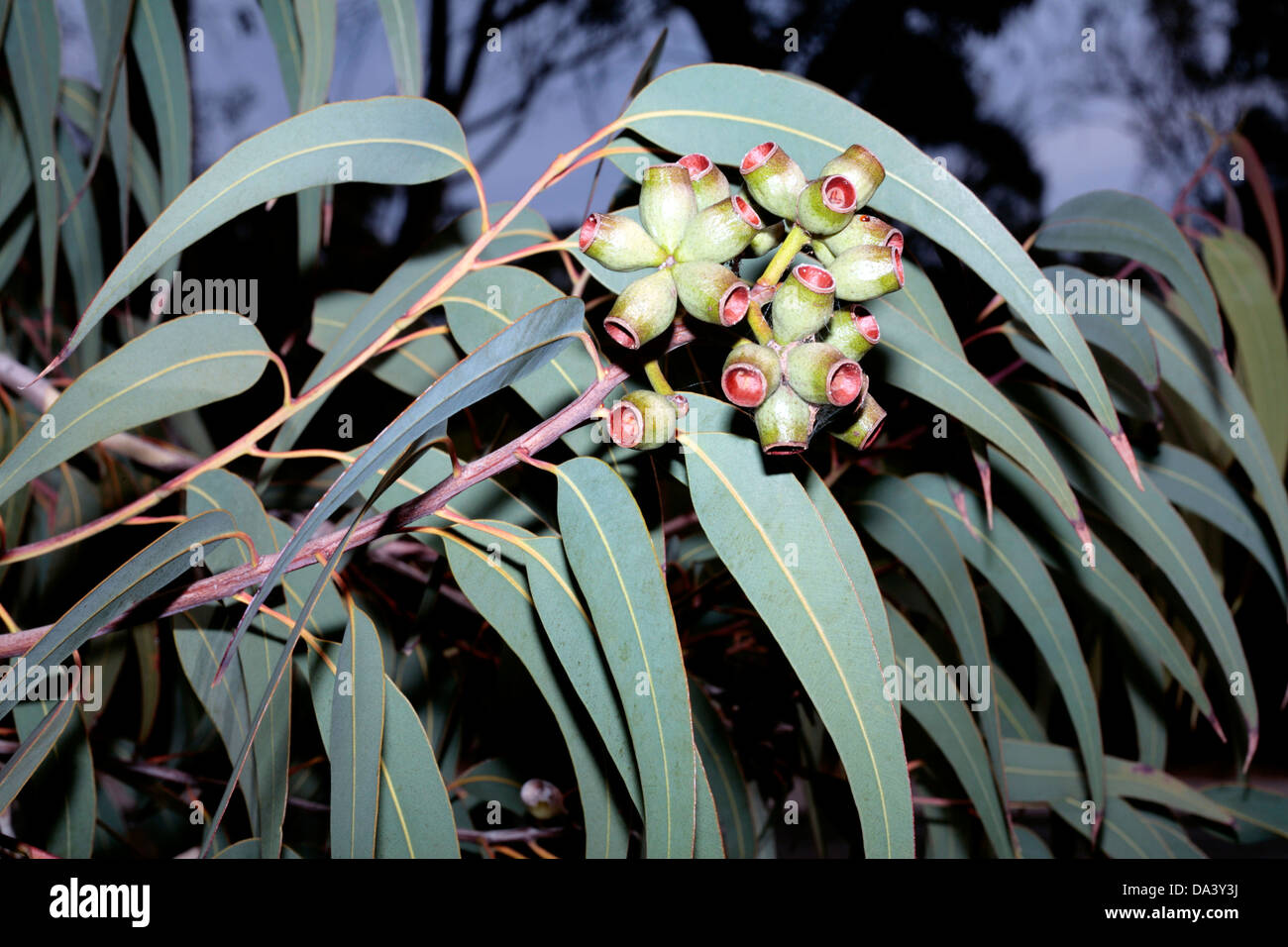 Lemon-scented Gum/Blue-spotted Gum x Yellow Bloodwood gum nuts- Eucalyptus [Corymbia] citriodora X E.eximia - Family Myrtaceae Stock Photo