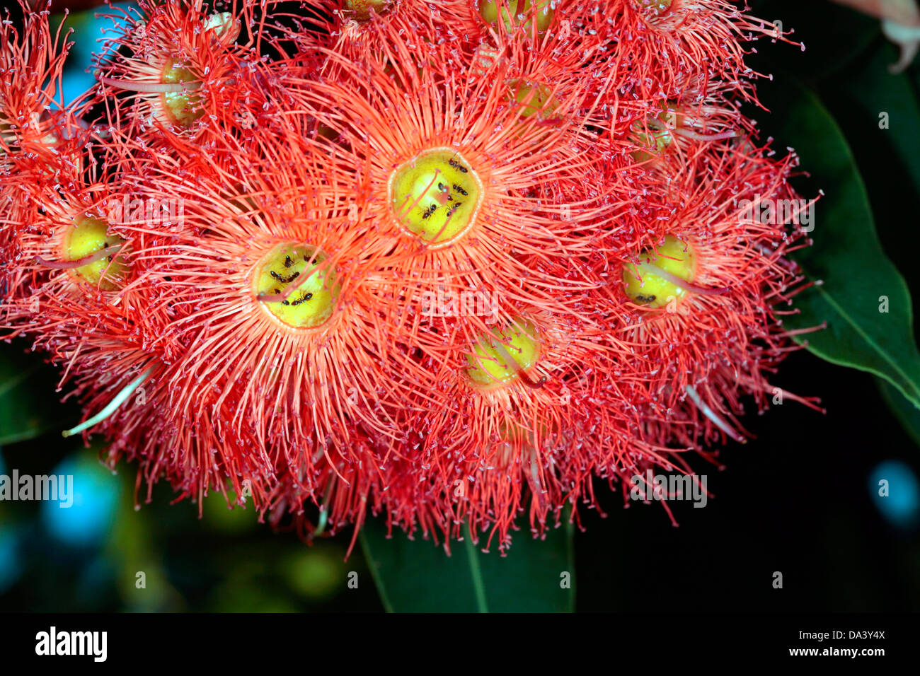 Western australian red flowering gum hi-res stock photography and