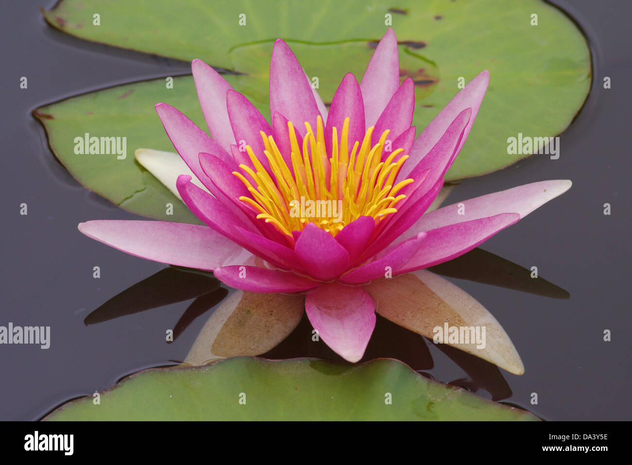 Pink water lily Nymphea fragile delicate beauty Stock Photo