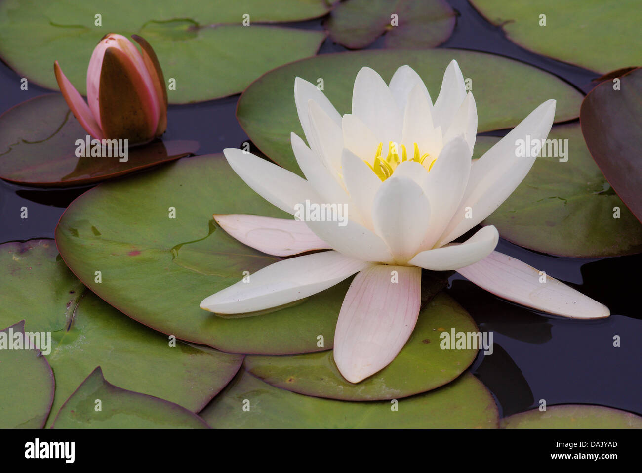 White water lily Nymphea fragile delicate beauty Stock Photo