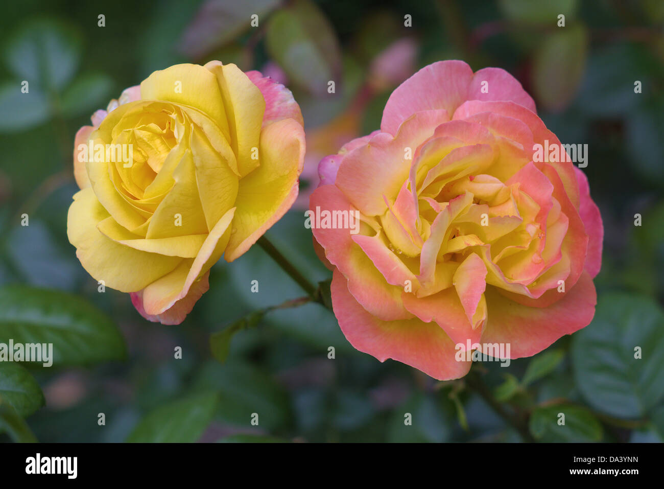 Two pink and yellow roses delicate charming fragrant Stock Photo