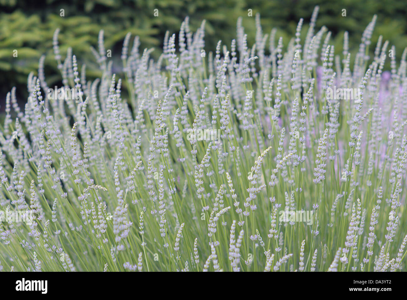 White lavender 'Edelweiss' blossom Lavandula angustifolia Stock Photo