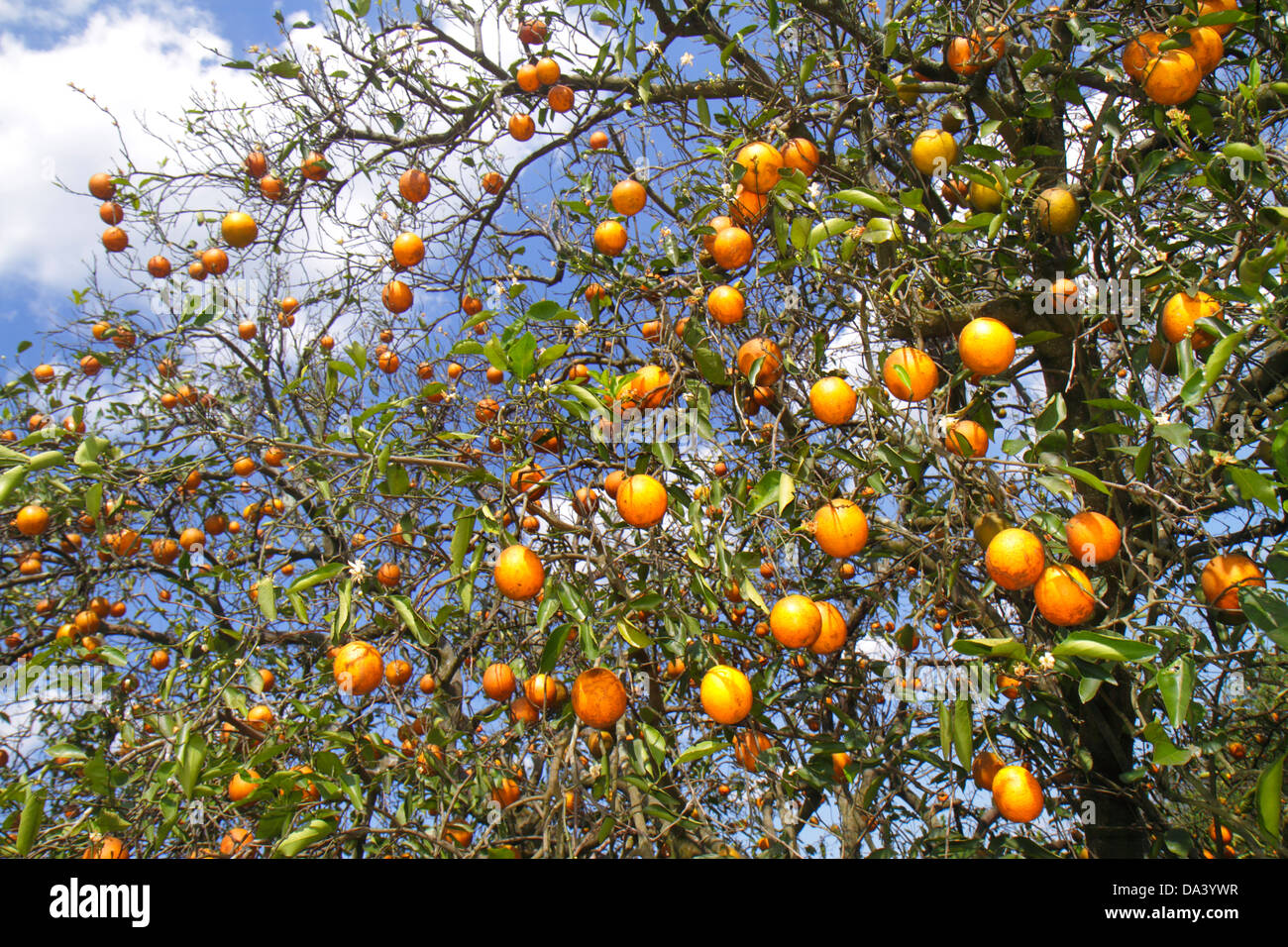 Florida Fort Ft. Meade,orange grove,tree trees,oranges,crop,agriculture