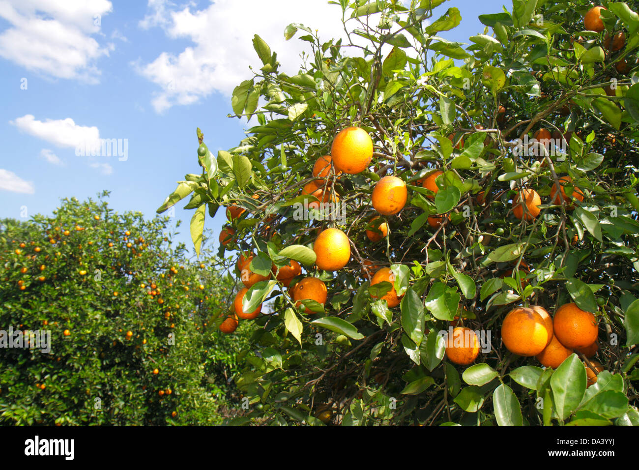 Florida orange tree hires stock photography and images Alamy
