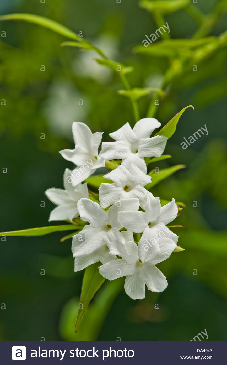 Poets Jasmine Stock Photos & Poets Jasmine Stock Images Alamy