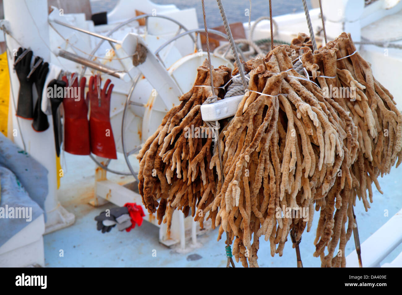 Florida Tarpon Springs,Greek community,Anclote River water,Dodecanese