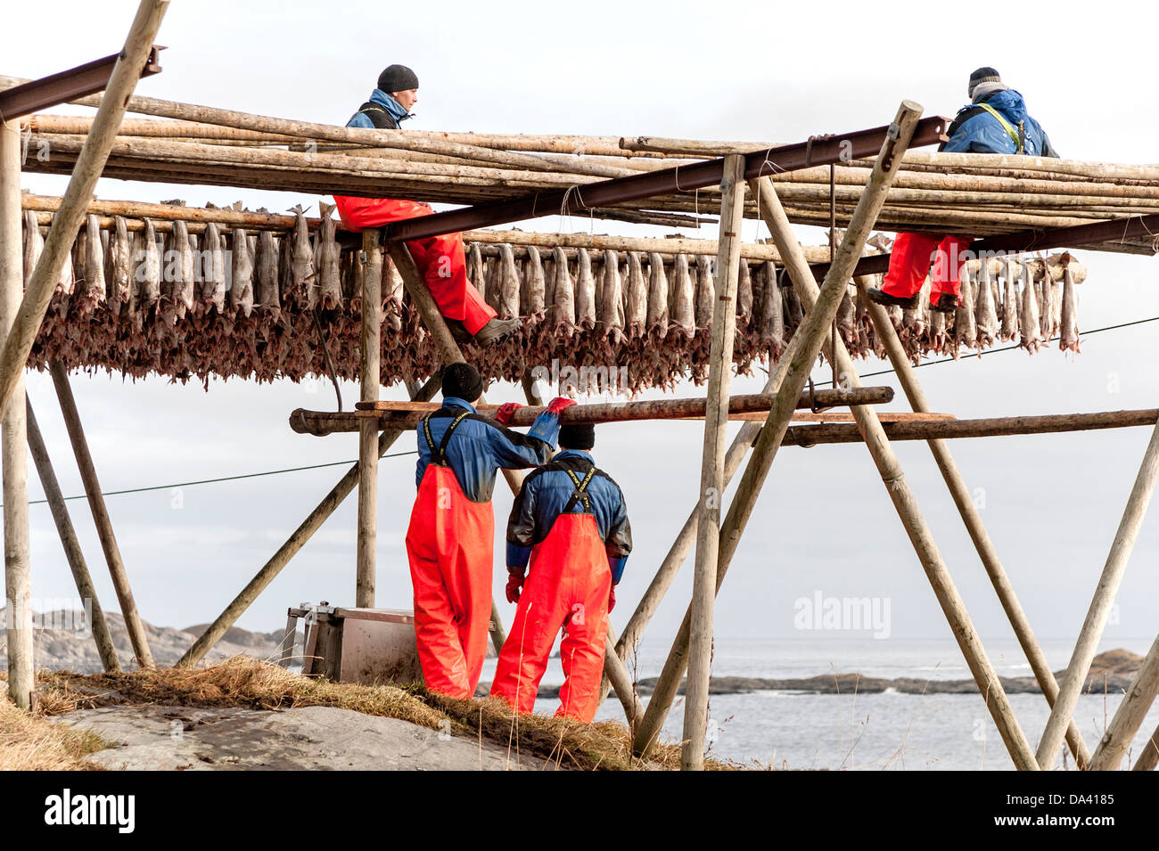 Men hanging 'stock fish' to air dry on the Lofoten Islands, Norway Stock Photo