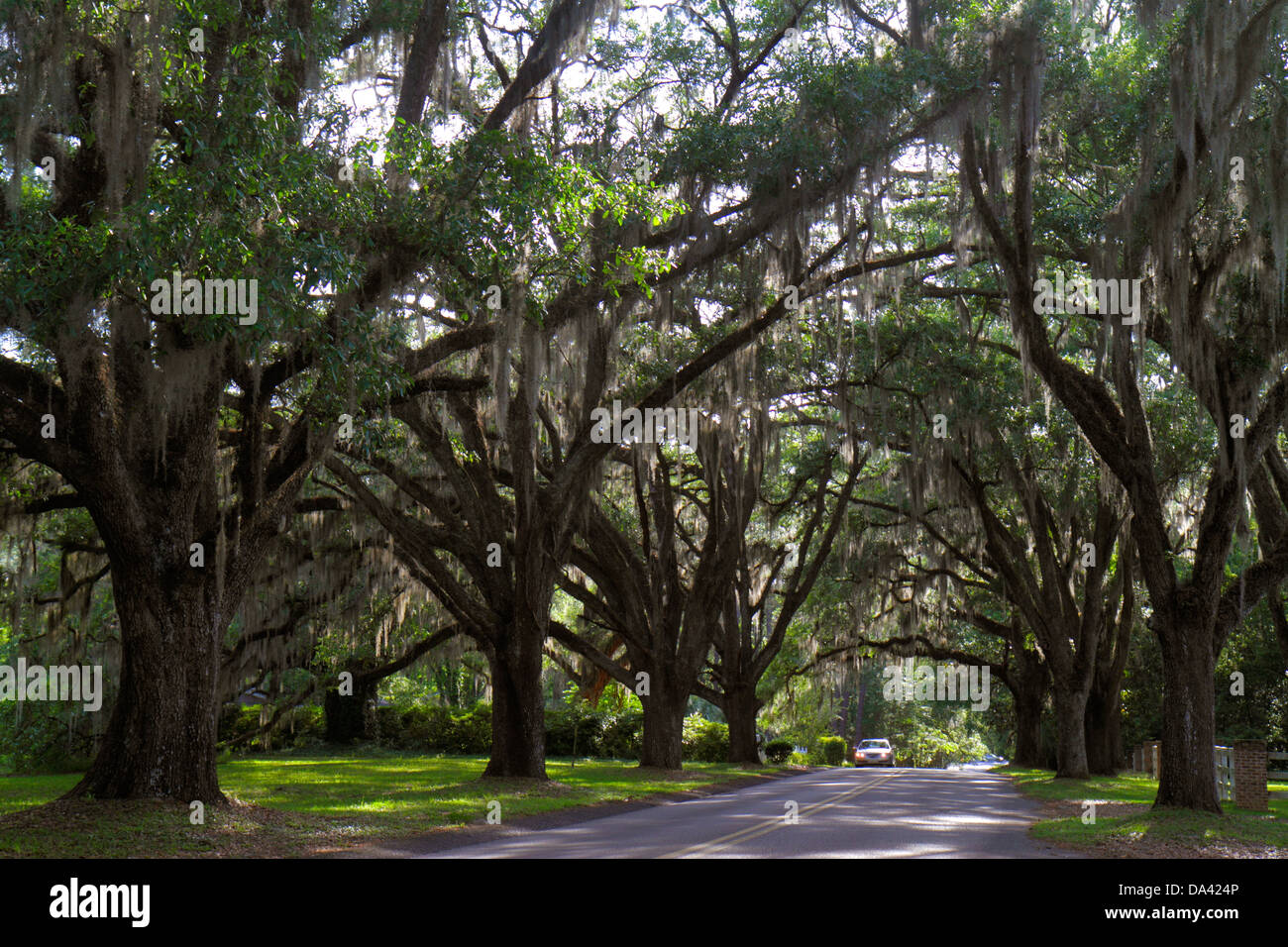 Tallahassee Florida,Canopy Road,live oak trees,Spanish moss,visitors travel traveling tour