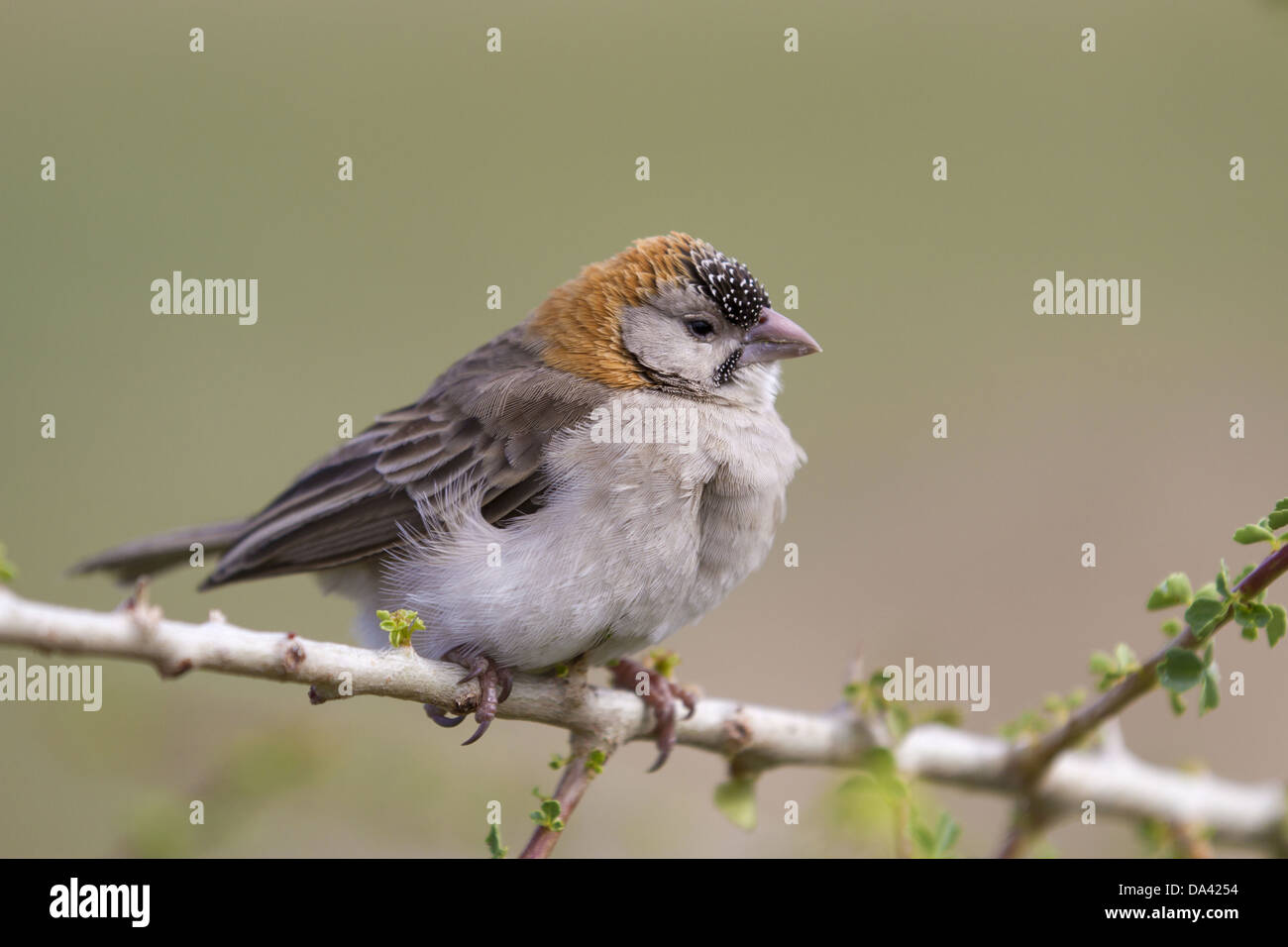 Speckle-fronted Weaver (Sporopipes frontalis) adult, perched on twig, Serengeti N.P., Tanzania, December Stock Photo