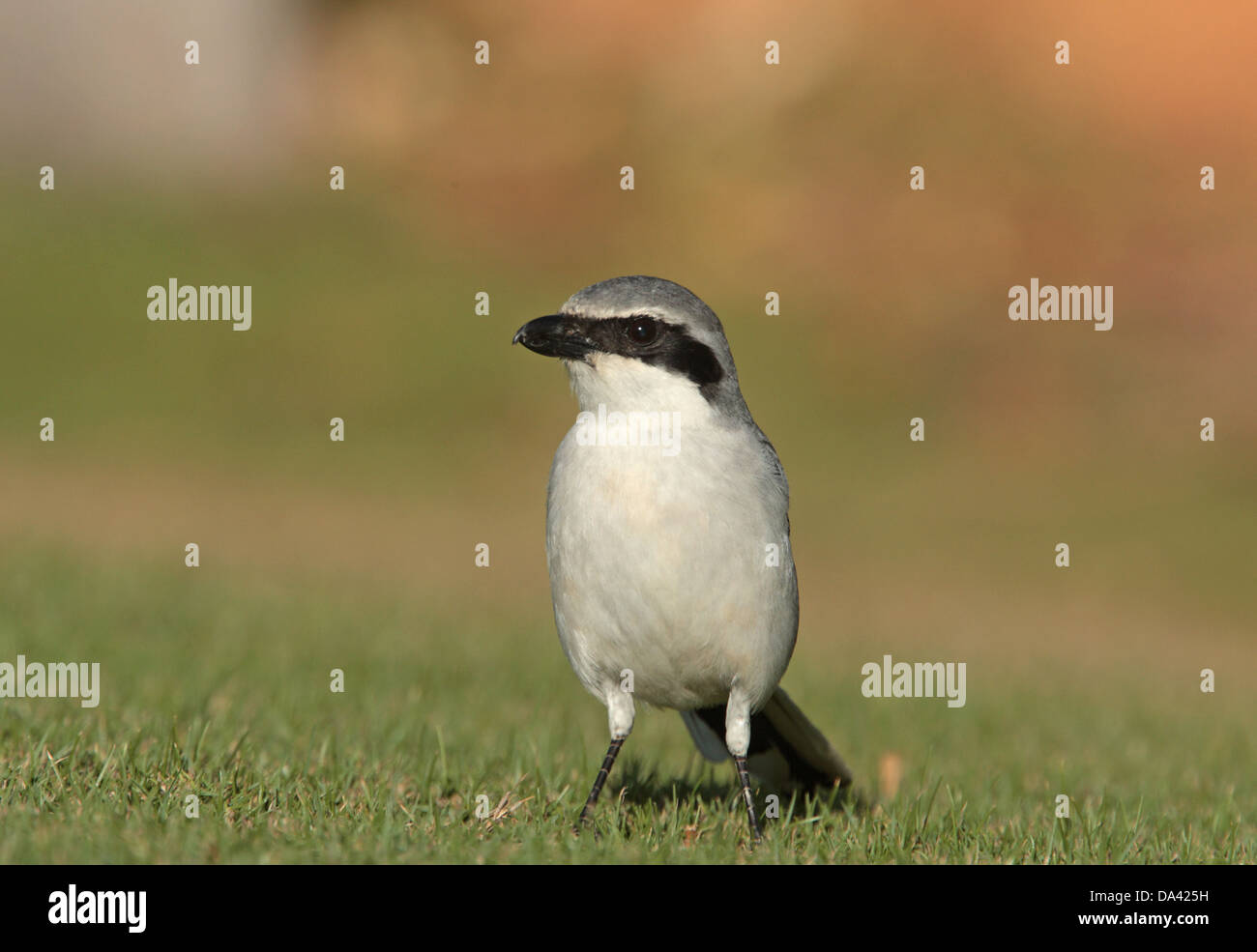 Fustes High Resolution Stock Photography and Images - Alamy