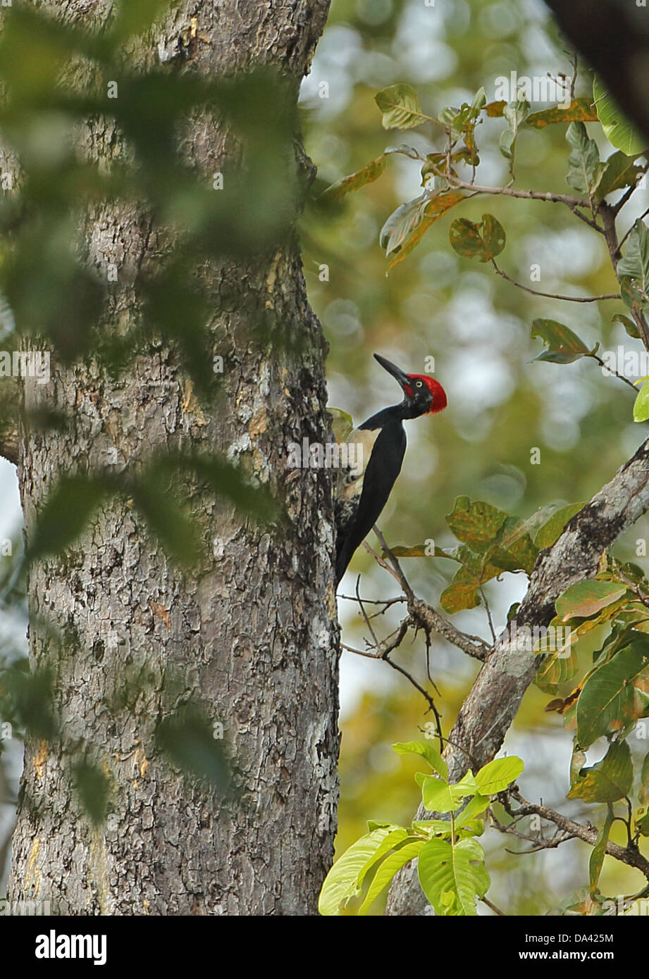 White-bellied Woodpecker (Dryocopus javensis feddeni) adult male, clinging to tree trunk, Prey Veng, Cambodia, January Stock Photo