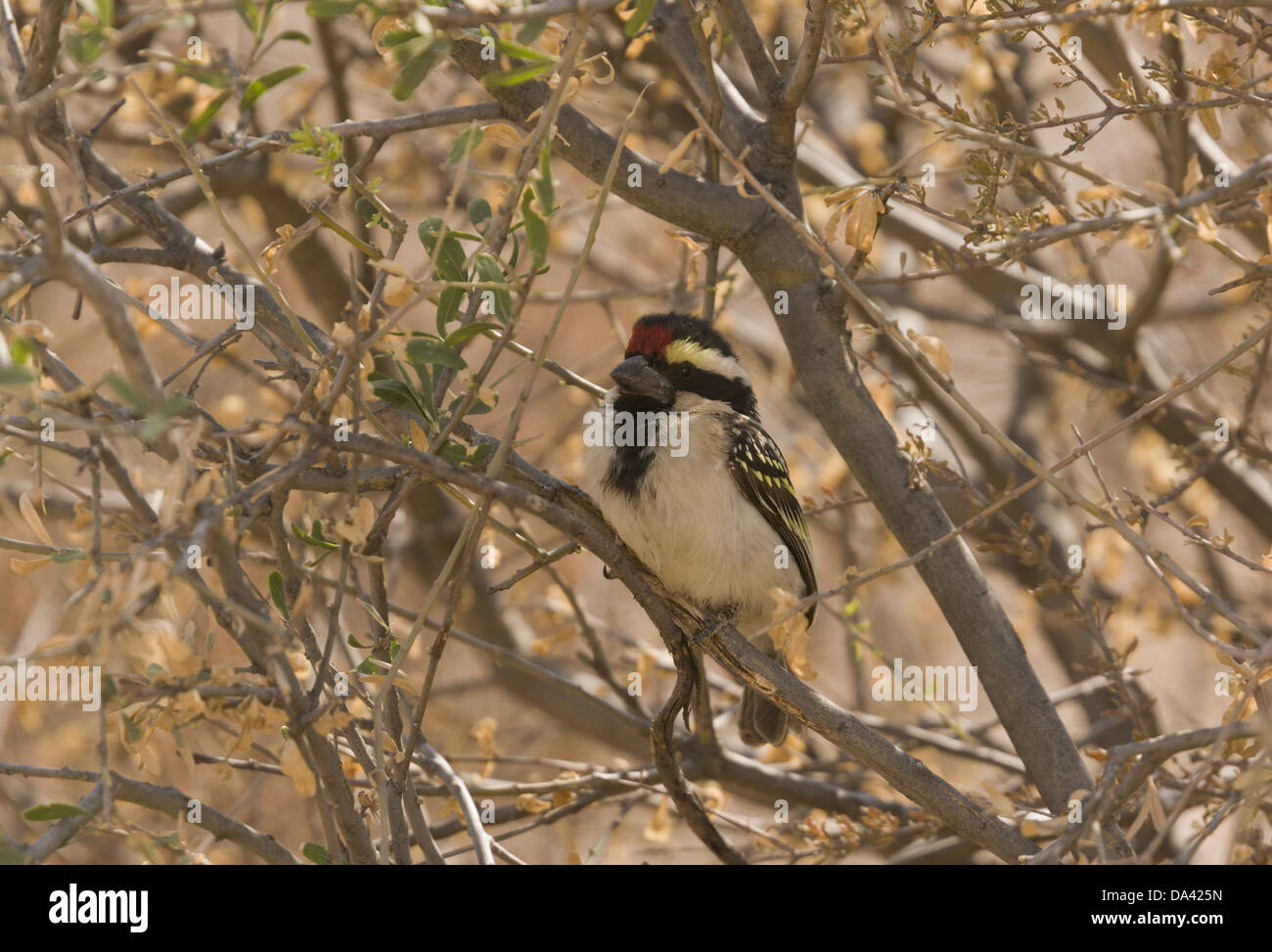 Acacia Pied Barbet (Tricholaema leucomelas) adult perched in acacia ...