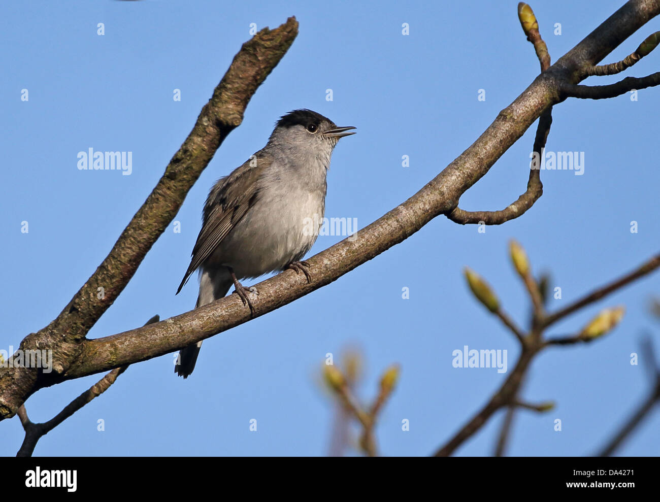 Blackcap (Sylvia atricapilla) adult male, singing, perched on branch, Norfolk, England, May Stock Photo