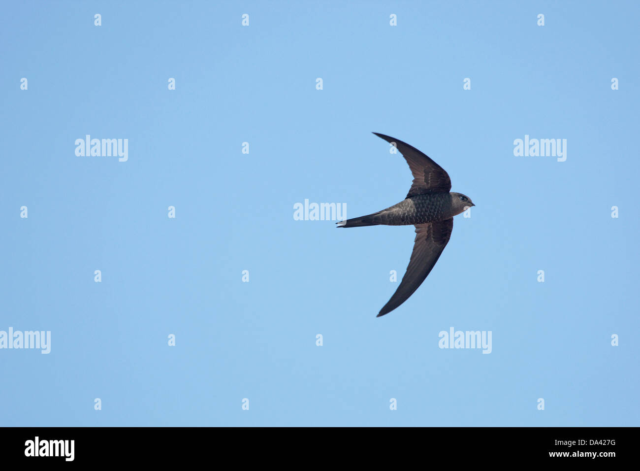 Plain Swift (Apus unicolor) adult, in flight, Catalina Garcia, Fuerteventura, Canary Islands, March Stock Photo