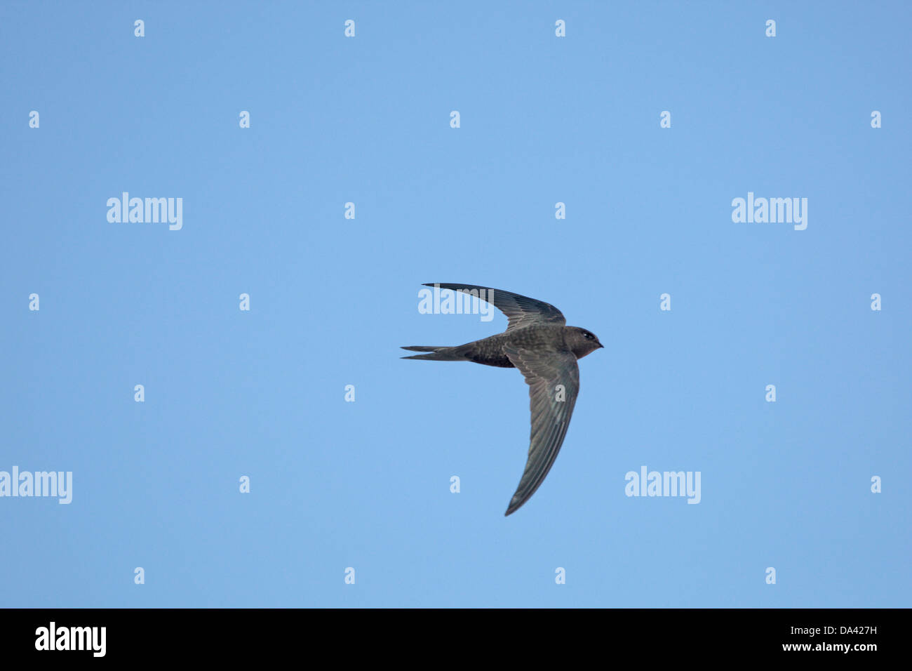 Plain Swift (Apus unicolor) adult, in flight, Catalina Garcia, Fuerteventura, Canary Islands, March Stock Photo
