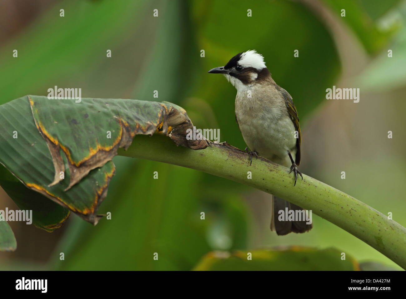 Chinese Bulbul (Pycnonotus sinensis formosae) adult, perched on leaf stem, Taiwan, April Stock Photo
