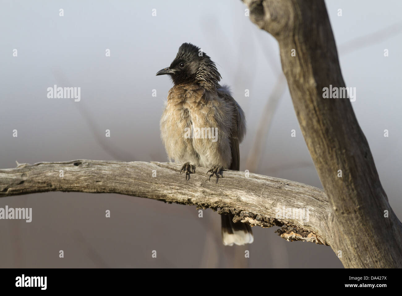 Red-vented Bulbul (Pycnonotus cafer) adult, perched on branch, Ranthambore N.P., Rajasthan, India, March Stock Photo